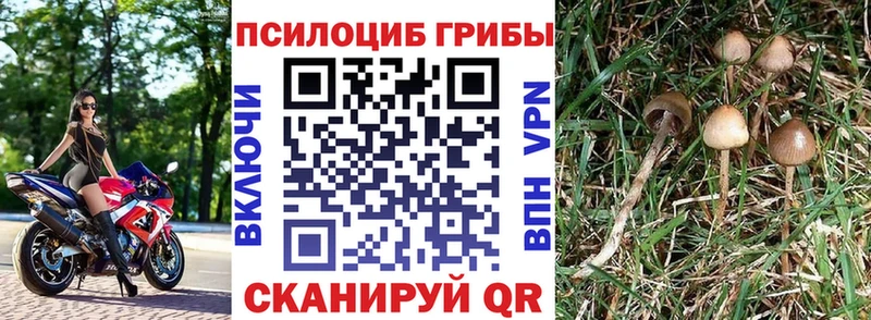 Псилоцибиновые грибы GOLDEN TEACHER  Купить  Калининец 